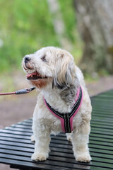 The Havanese is a charming small dog breed with a long, silky coat. It is playful and intelligence. The Bichon havanais is a happy companion dog, friendly and easy to train.