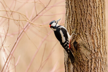 A woodpecker is looking for food in the spring forest. The great spotted woodpecker (Dendrocopos...