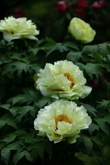 女性らしさを感じる花