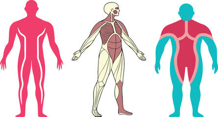 Human Anatomy Muscle Structure and Body Types
