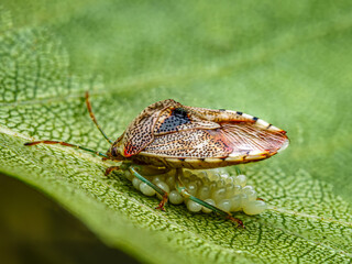 Close-Up of a Parent Bug on a Leaf with Eggs in Nature