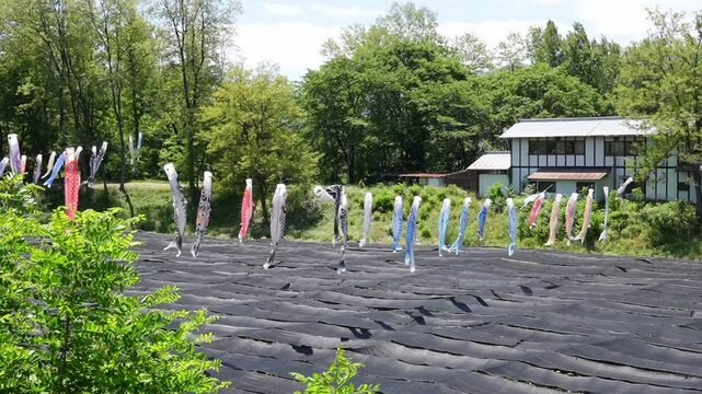 安曇野大王わさび農場