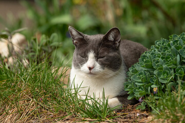 Domestic cat lying in a meadow and sleeps