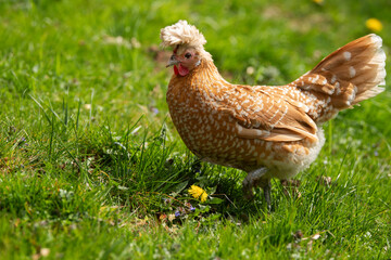 Hen in a spring meadow