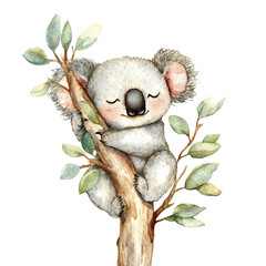 Sleepy Koala in Eucalyptus Tree.