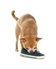 Cute chihuahua dog chewing shoe on white background