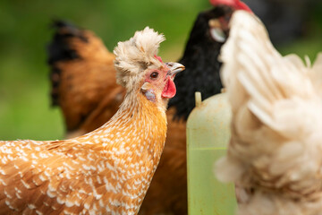 Hen in a spring meadow