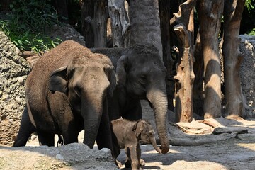 Obraz premium Elephant family in natural habitat