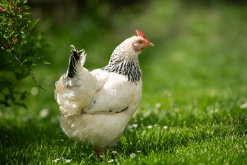 Hen in a spring meadow