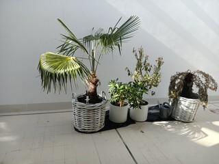 Palm tree and growing in a pot in a large bright room. Houseplant. Home interior. Tropical plant