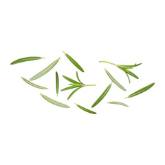 Fresh rosemary leaves floating in the air on transparent PNG background