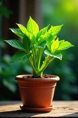 Obraz premium Lush green plant thriving in a terracotta pot, vibrant leaves reaching for sunlight, healthy growth, abundant foliage , sprout, green