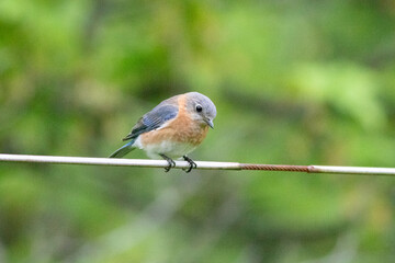 bluebird on a line