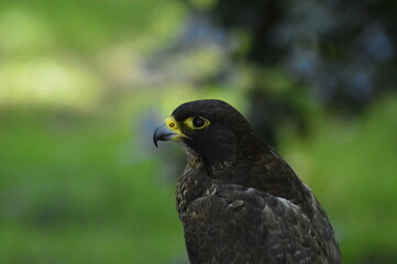 Fototapeta premium halcón peregrino o Falco peregrinus