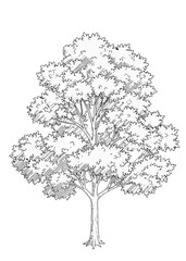 Trees_Axonometric view 