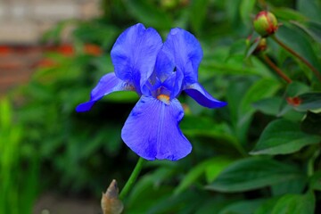 blue iris flower
