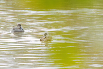 two gadwall ducks photographed between green leaves, gadwall ducks on the pond between green bushes, idyllic scene on the lake with peaceful ducks, idyllic nature with water birds, Mareca strepera