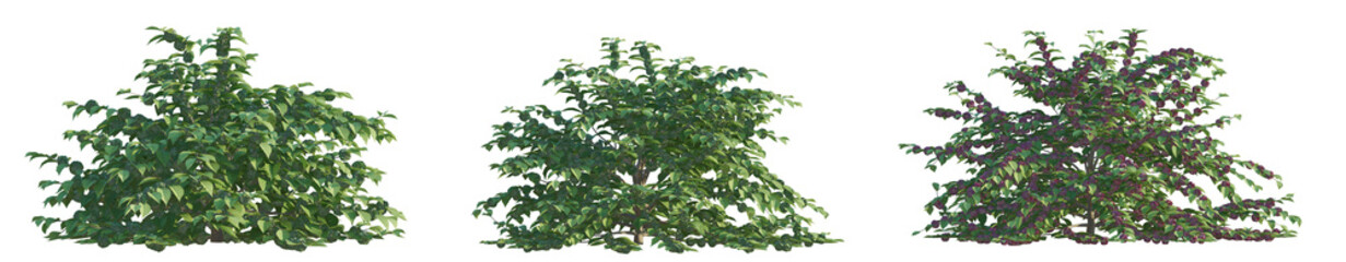 Callicarpa americana Tree 4k Cutout transparent background isolate
