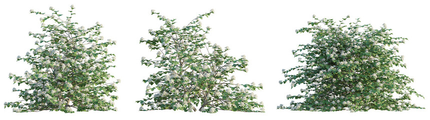 Physocarpus opulifolius Tree 4k Cutout transparent background