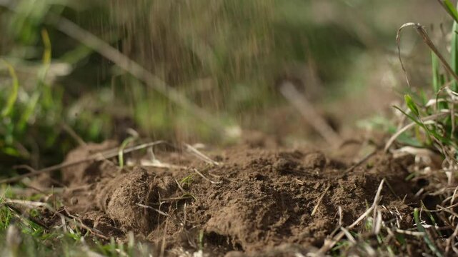 farmer collecting soil samples in a test tube in a field. Agronomist checking soil carbon and plant health on a farm