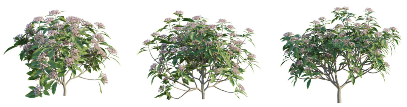 Kalmia latifolia Tree 4k Cutout transparent background isolate