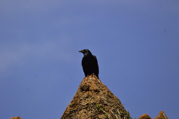 cuervo negro