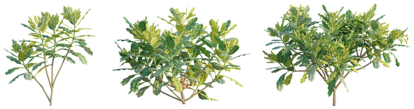 Aucuba japonica Tree 4k Cutout transparent background isolate