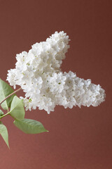 white lilacs flowers on a white background
