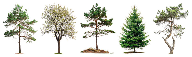 PNG Diverse trees in natural arrangement, element set on transparent background