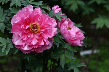 女性らしさを感じる花