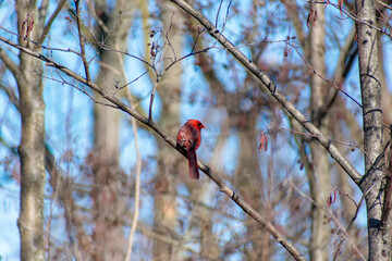 Northern Cardinal