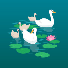 Cute swan family floating in the pond. Cygnet babies following parents. Wild waterfowl in teal lake. Pink lotus flower water lily plant leaves. Beautiful white birds with young brood. Animal wildlife.