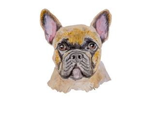 Watercolor portrait of French bulldog dog isolated on white background. Shorthair Frenchie dog. Home pet illustration
