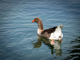 Borgetto sul Mincio (Verona, Veneto)