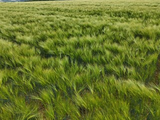 a green barley field photographed from above