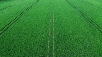Aerial view of green field in the sunny day. Nature agricultural field in spring day. Organic...