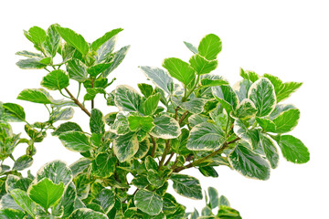 green leaf with white margins isolated on white background
