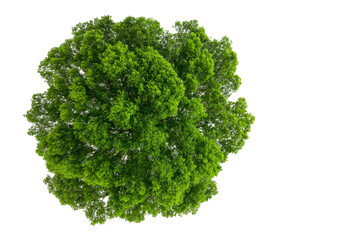 Obraz premium lush green tree canopy isolated on white background