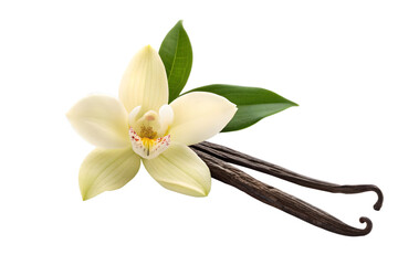 Vanilla Bean with Blossom Flower on Transparent Background