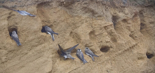 Sand martins (Riparia riparia) sitting near a nest on a sandy shore. Close-up. Wildlife.