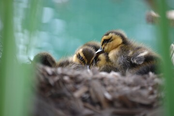 Cute ducklings in a nest
