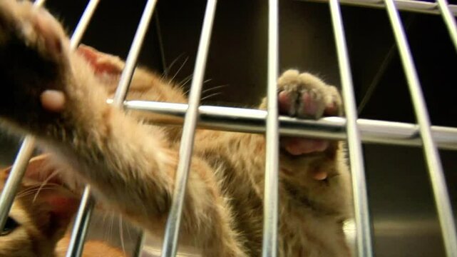 Kittens at animal shelter needing a home 