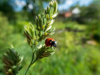 Ladybug on a Blade of Grass