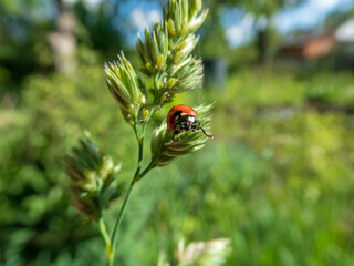Ladybug on a Blade of Grass