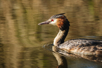 Great crested grebe (Podiceps cristatus) gliding on reflective water in Zuid-Holland, Netherlands, captured in spring 2025