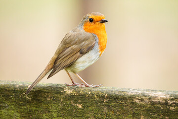 Close-up of a European robin (Erithacus rubecula) perched on a mossy fence on a bright blurred background