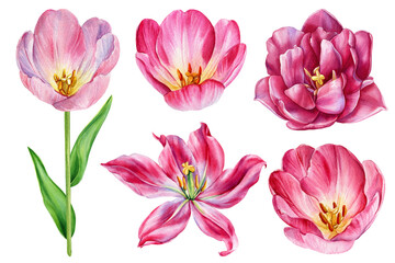 Pink tulip set. Watercolor collection flowers. Hand painted floral illustration of blooming tulips on white background.
