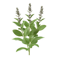 Side View of Sage Plant on transparent background
