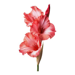 single gladiolus flower on transparent background