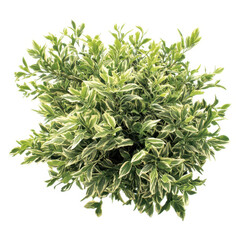 Variegated shrub plant top view isolated on transparent background